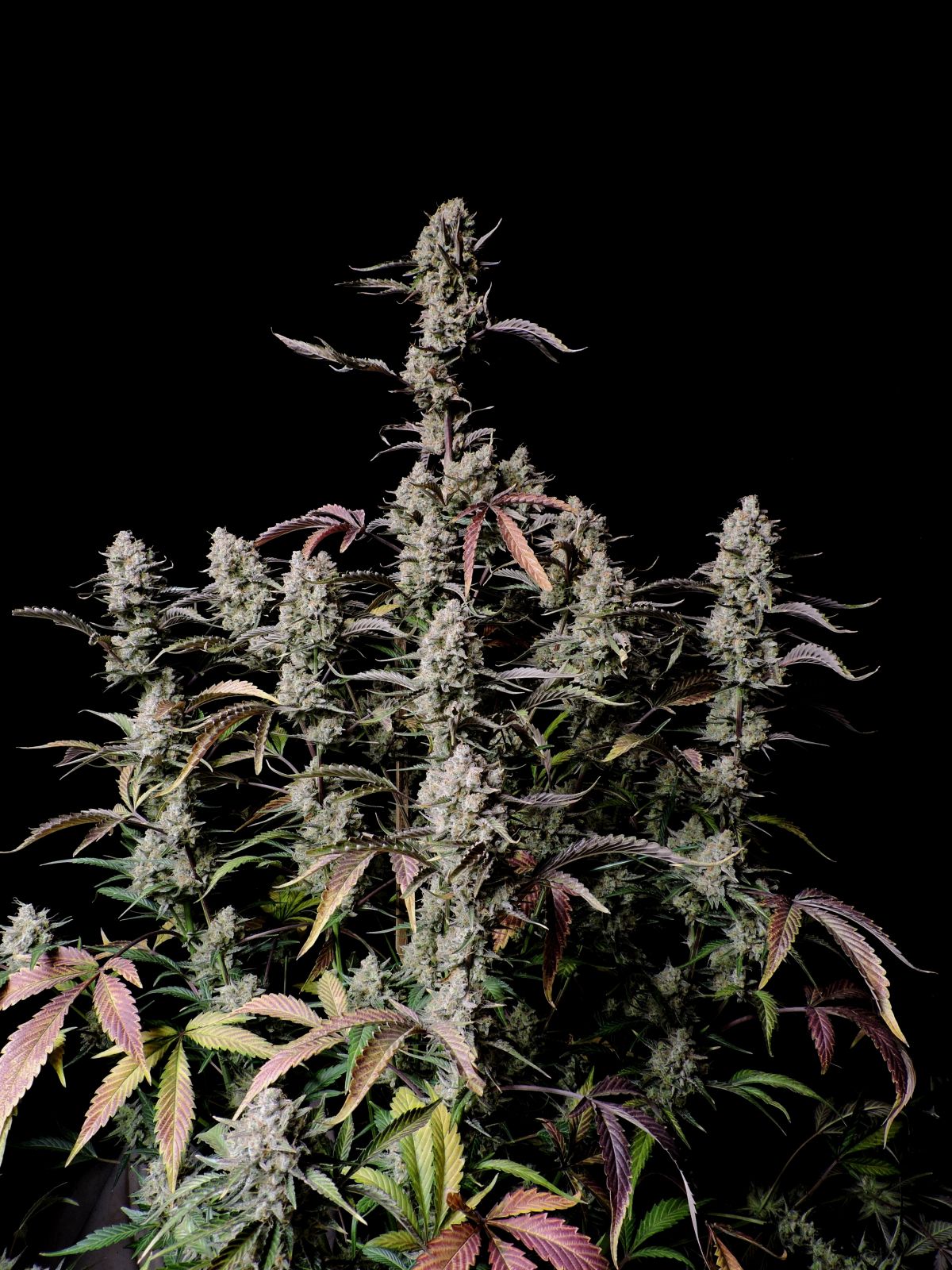 Fast Buds -Gorilla Z Auto Seeds