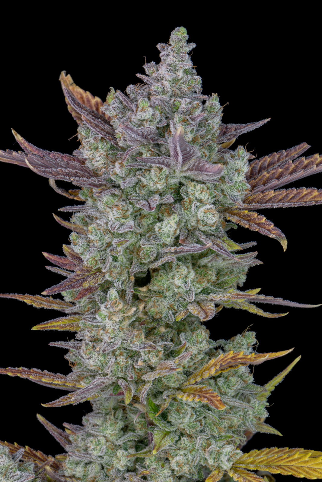 Fast Buds - Gorilla Cookies Auto Seeds