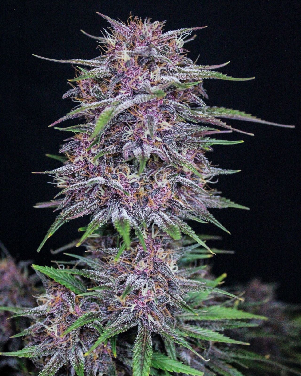 Fast Buds -Banana Purple Punch Auto Seeds