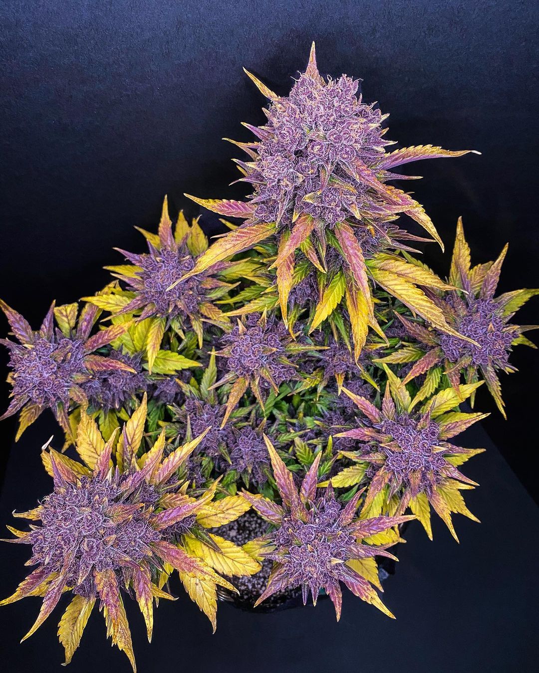 Fast Buds -Purple Lemonade Auto Seeds