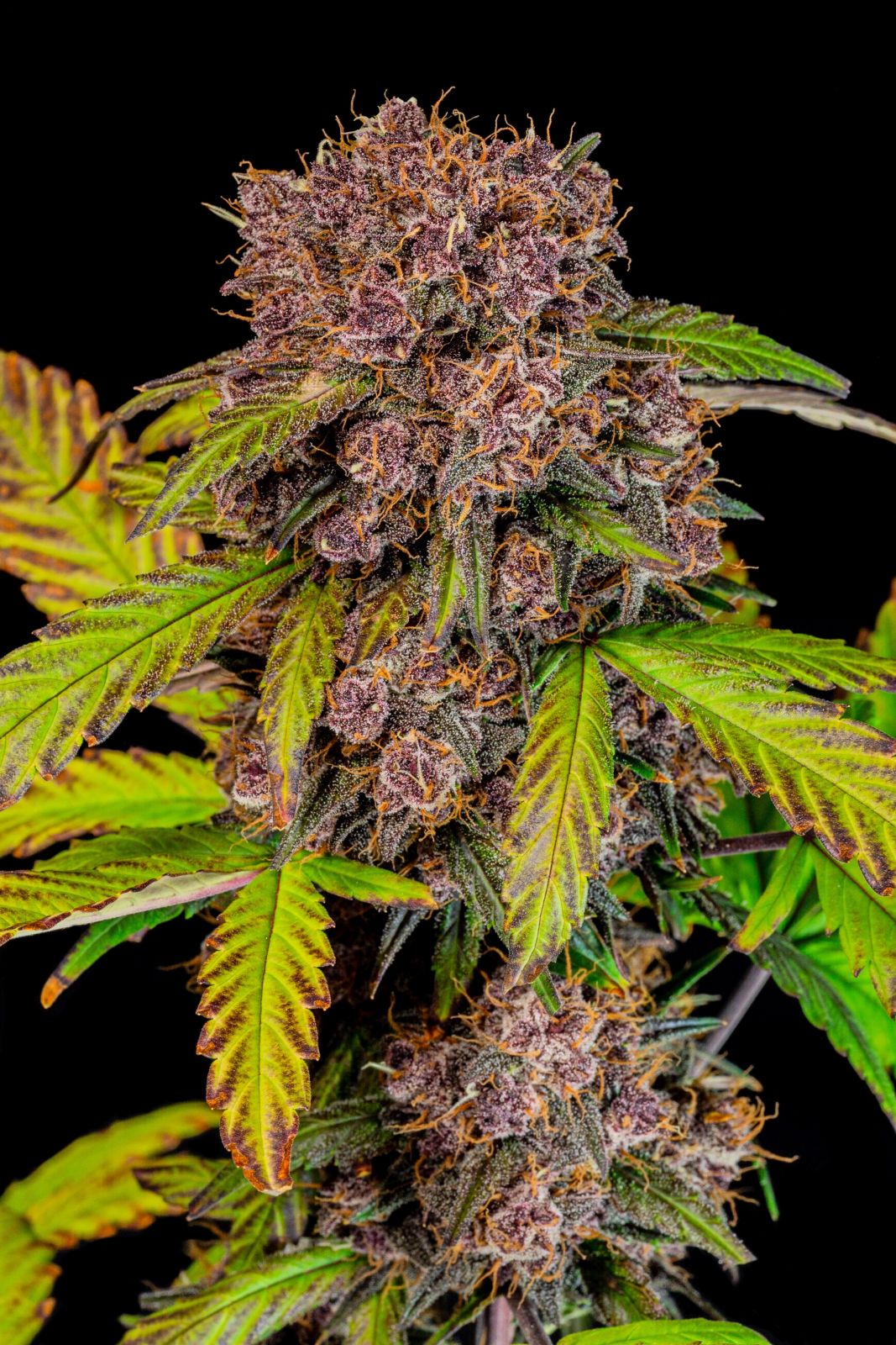 Fast Buds -Lemon Cherry Cookies Auto Seeds