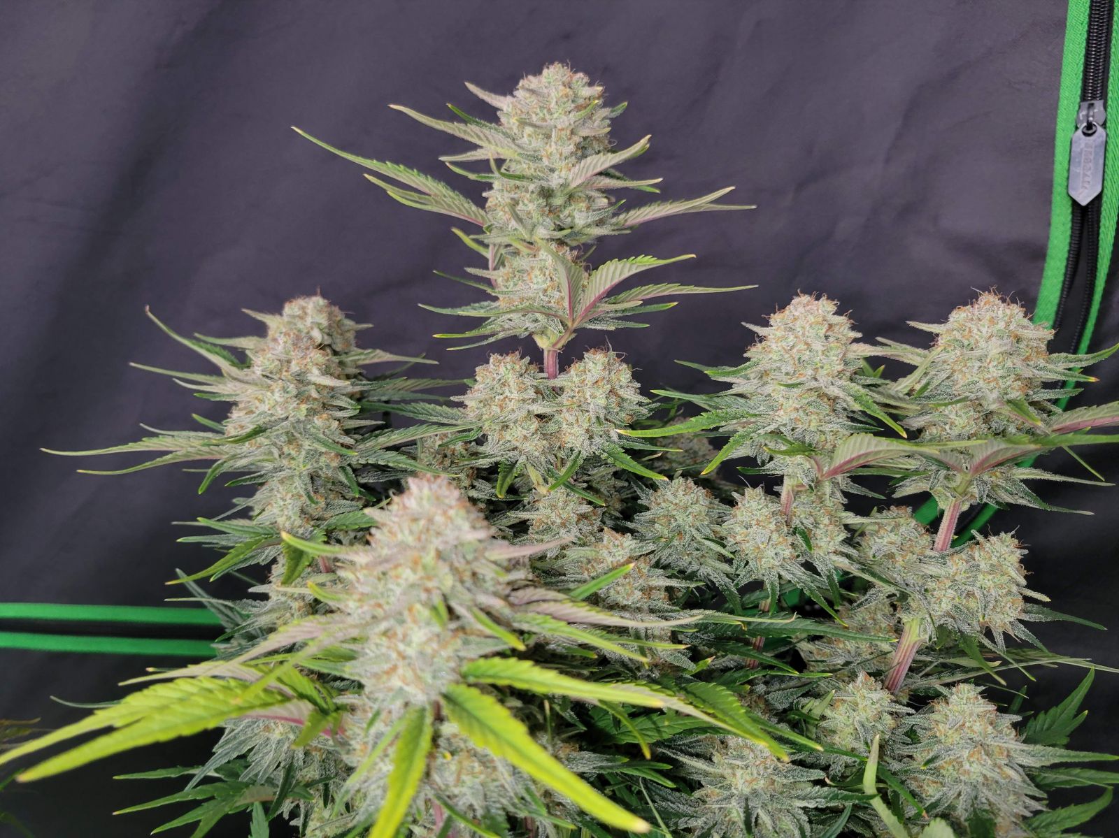 Fast Buds -Apricot Auto Seeds