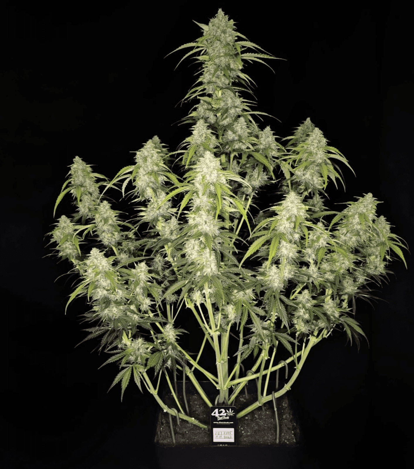 Fast Buds -Papaya Cookies Auto Seeds