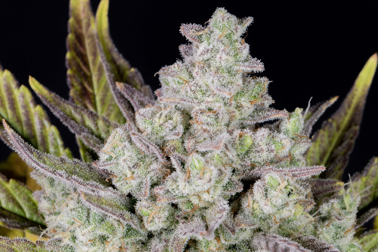 Fast Buds - Gorilla Cookies Auto Seeds