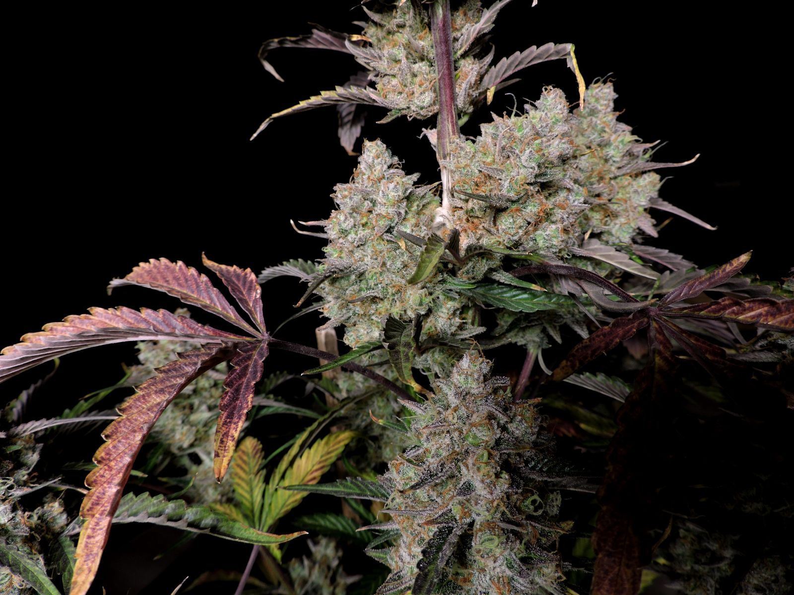 Fast Buds -Gorilla Z Auto Seeds