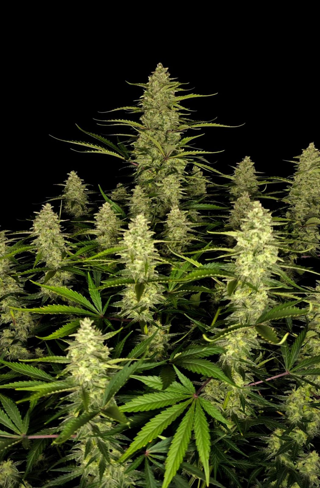 Fast Buds -Papaya Cookies Auto Seeds
