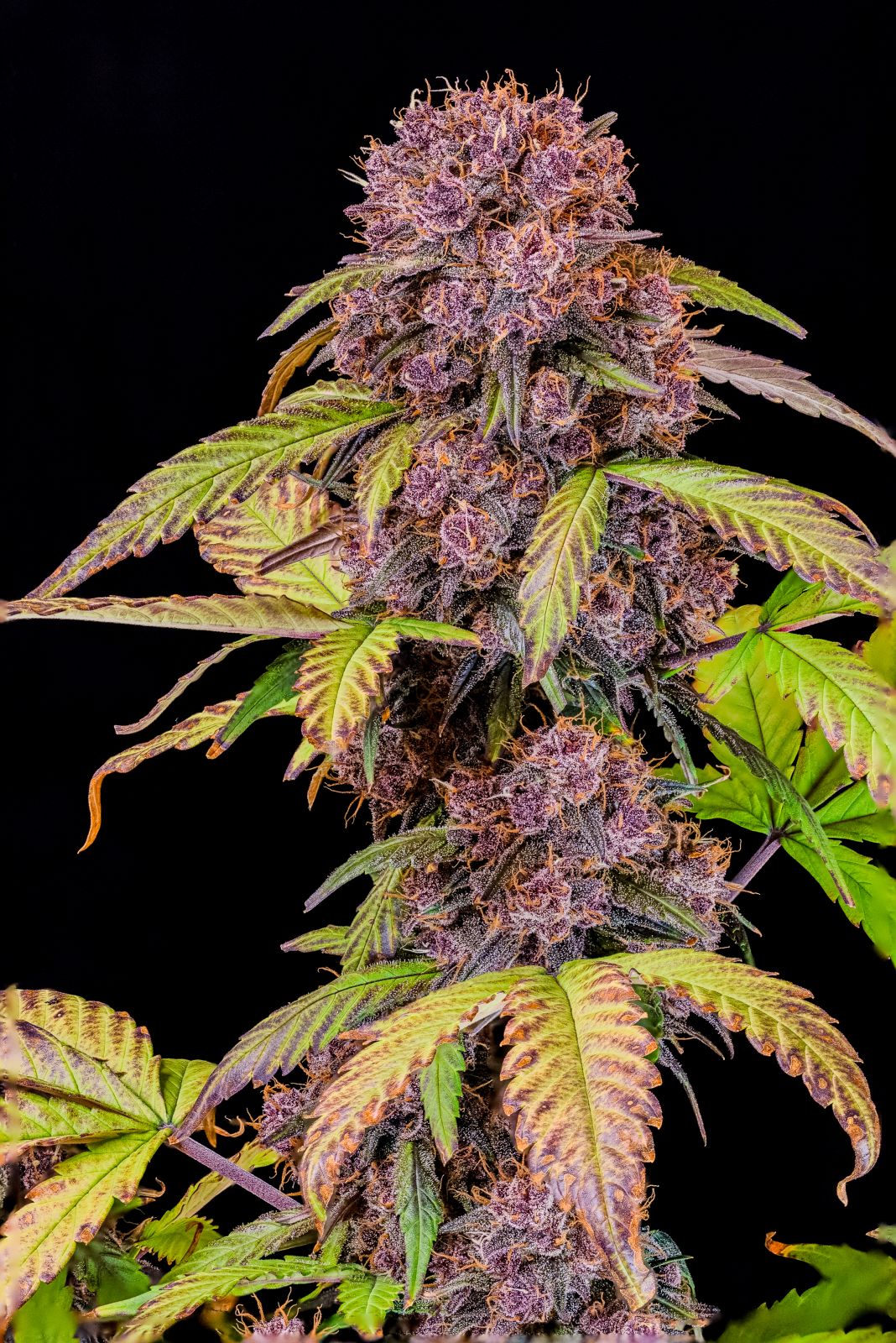 Fast Buds -Lemon Cherry Cookies Auto Seeds