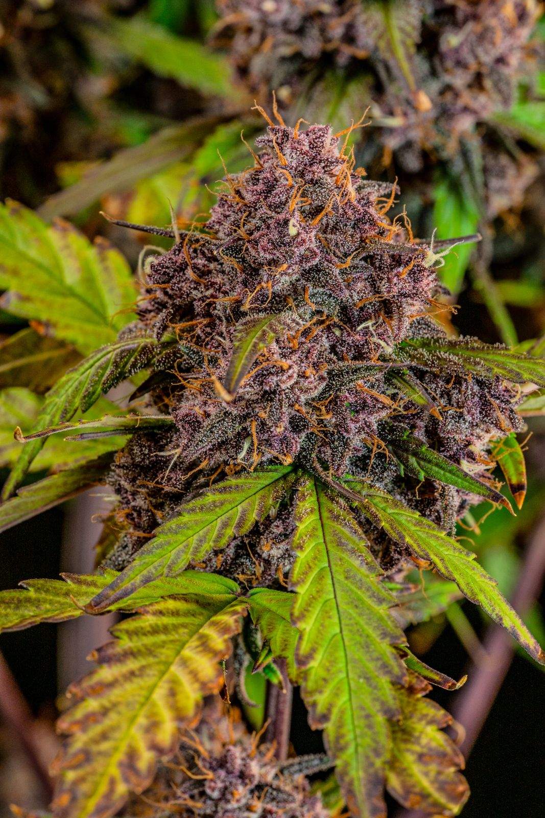 Fast Buds -Lemon Cherry Cookies Auto Seeds
