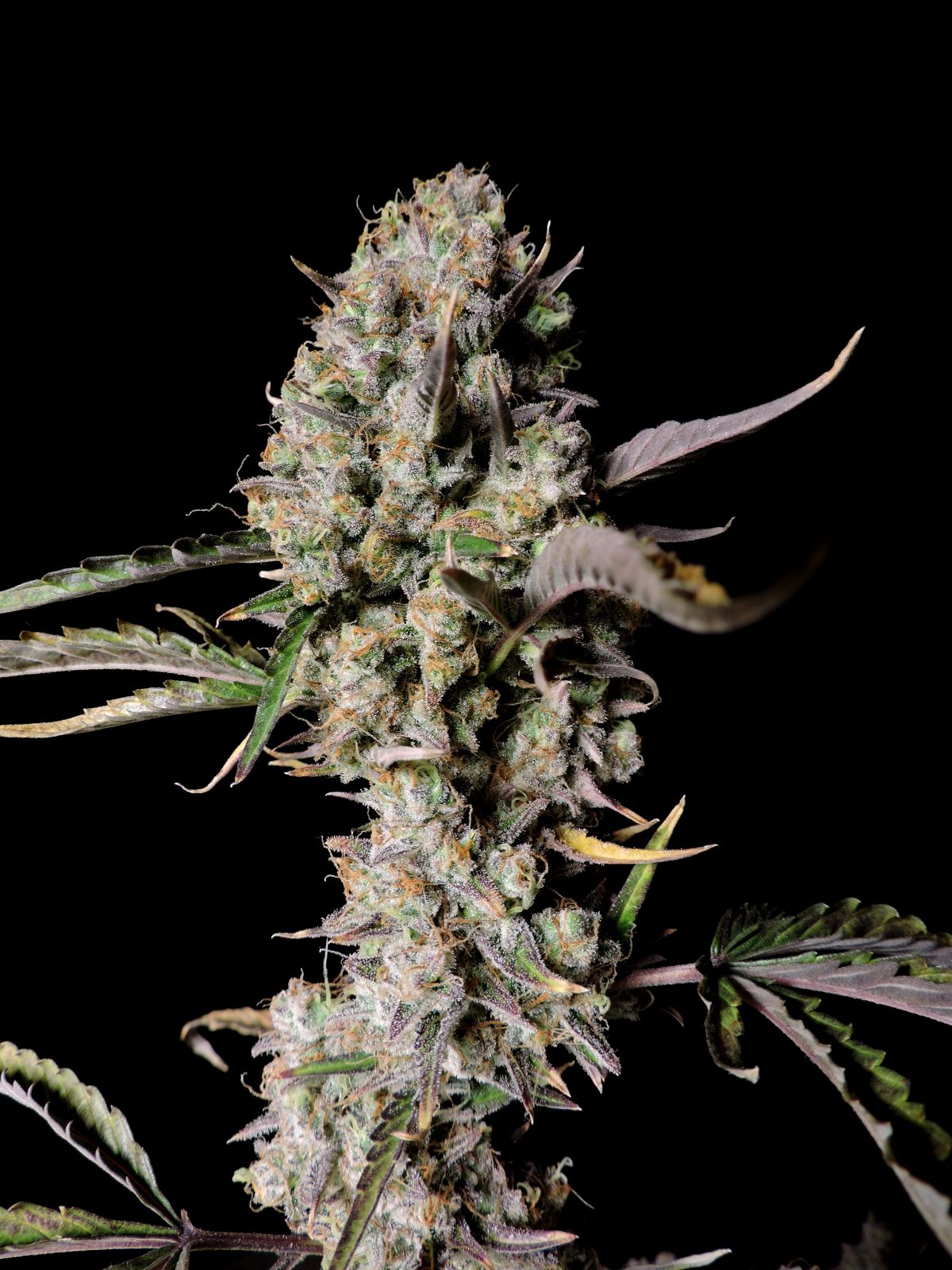 Fast Buds -Gorilla Z Auto Seeds