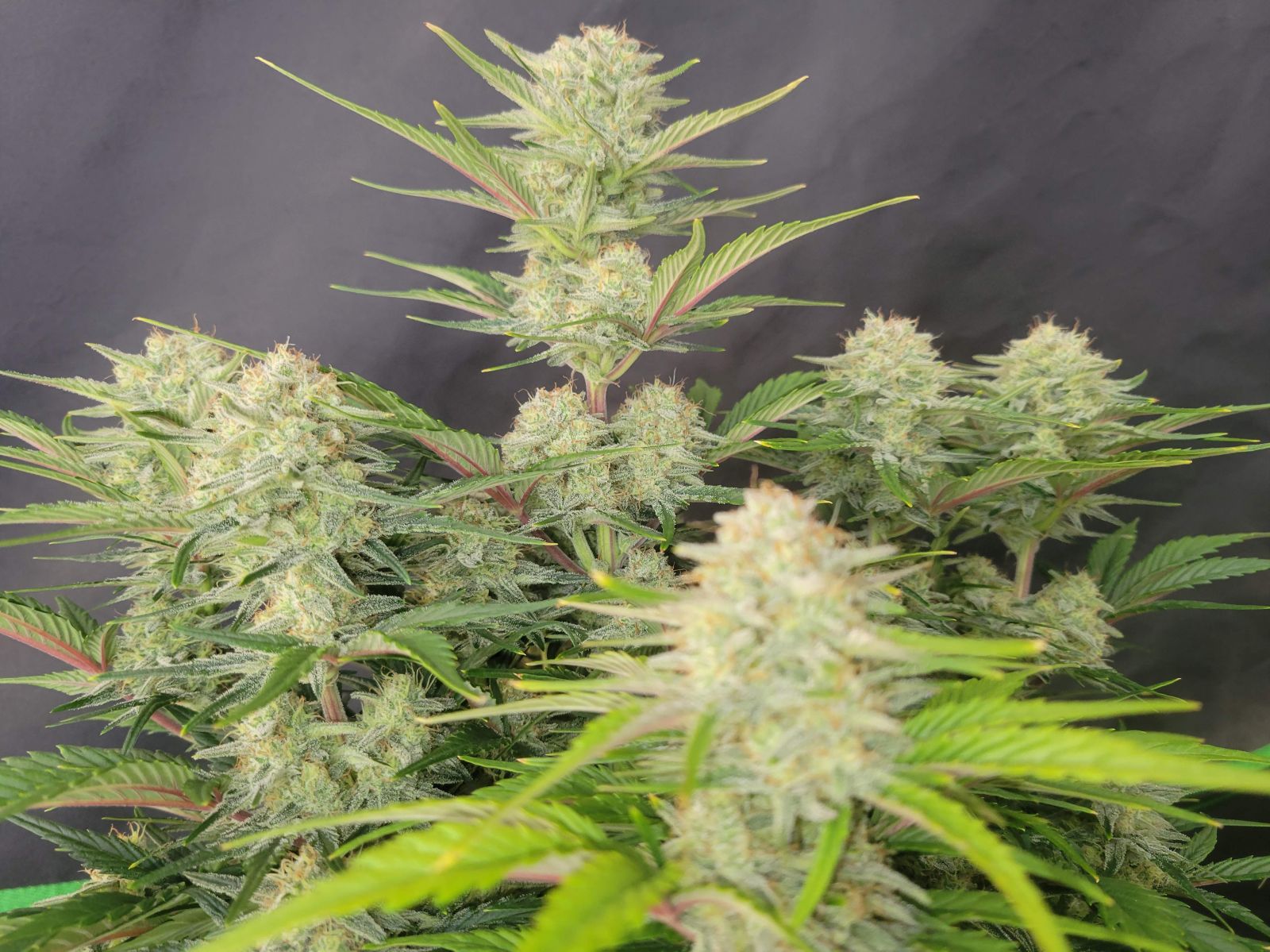 Fast Buds -Apricot Auto Seeds