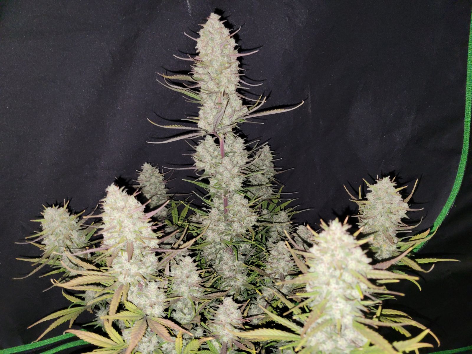 Fast Buds -Tropicana Cookies Auto Seeds