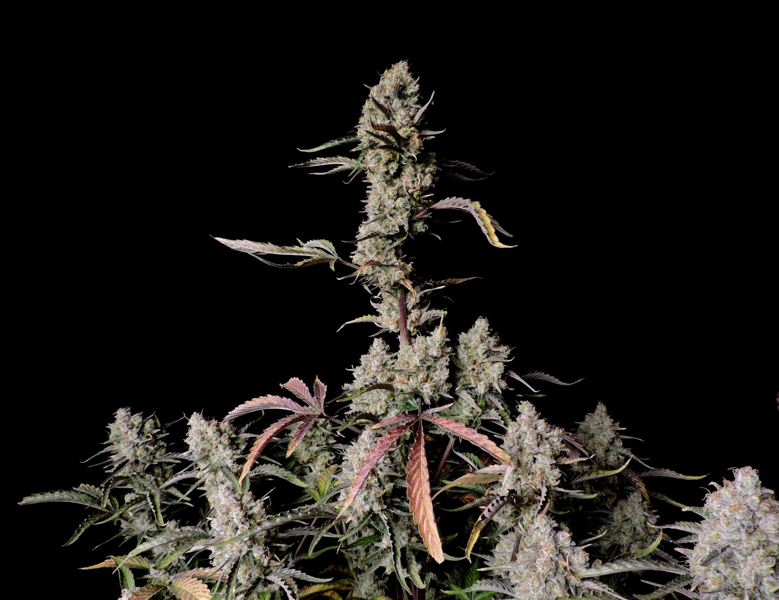 Fast Buds -Gorilla Z Auto Seeds