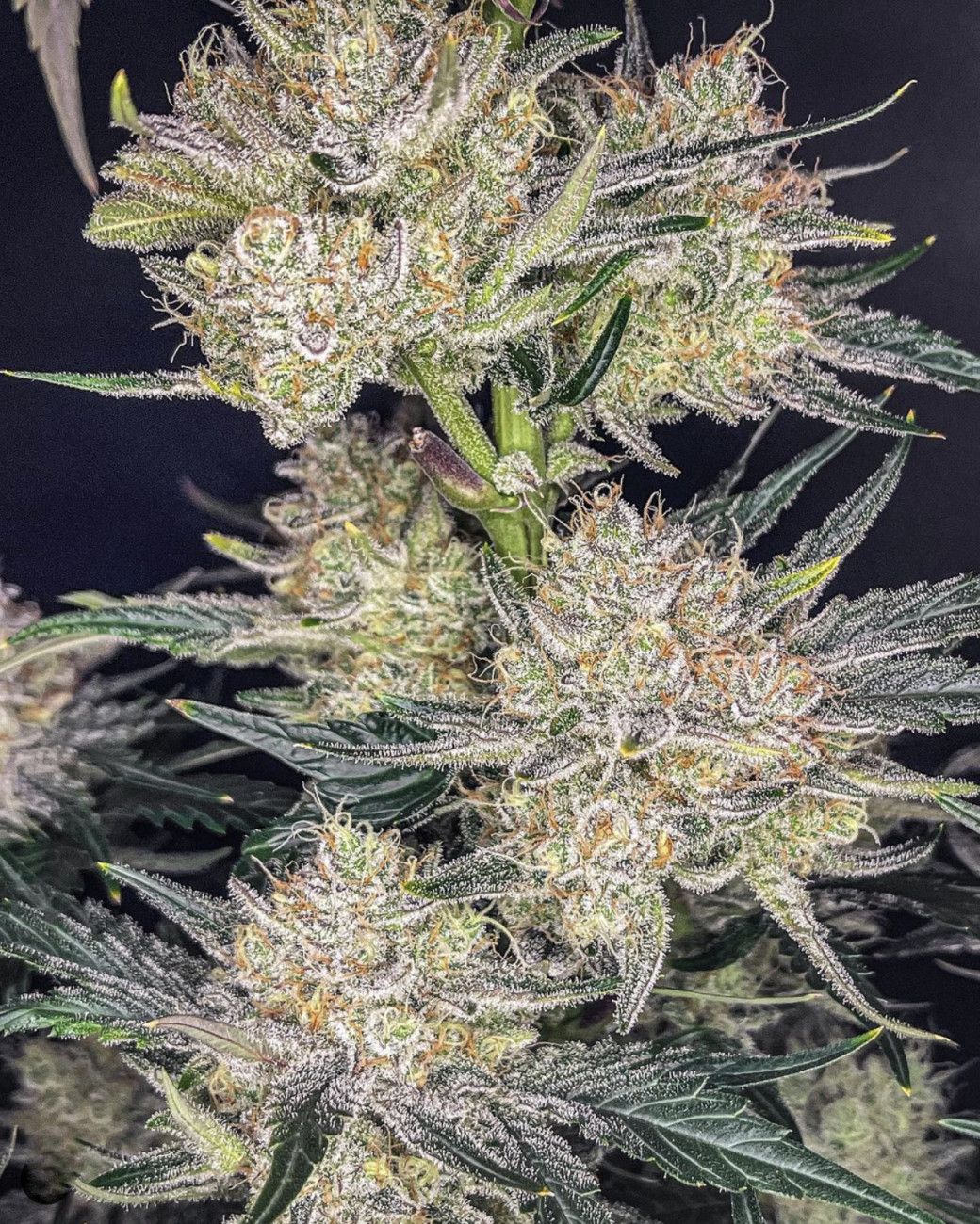Fast Buds -Strawberry Gorilla Auto Seeds