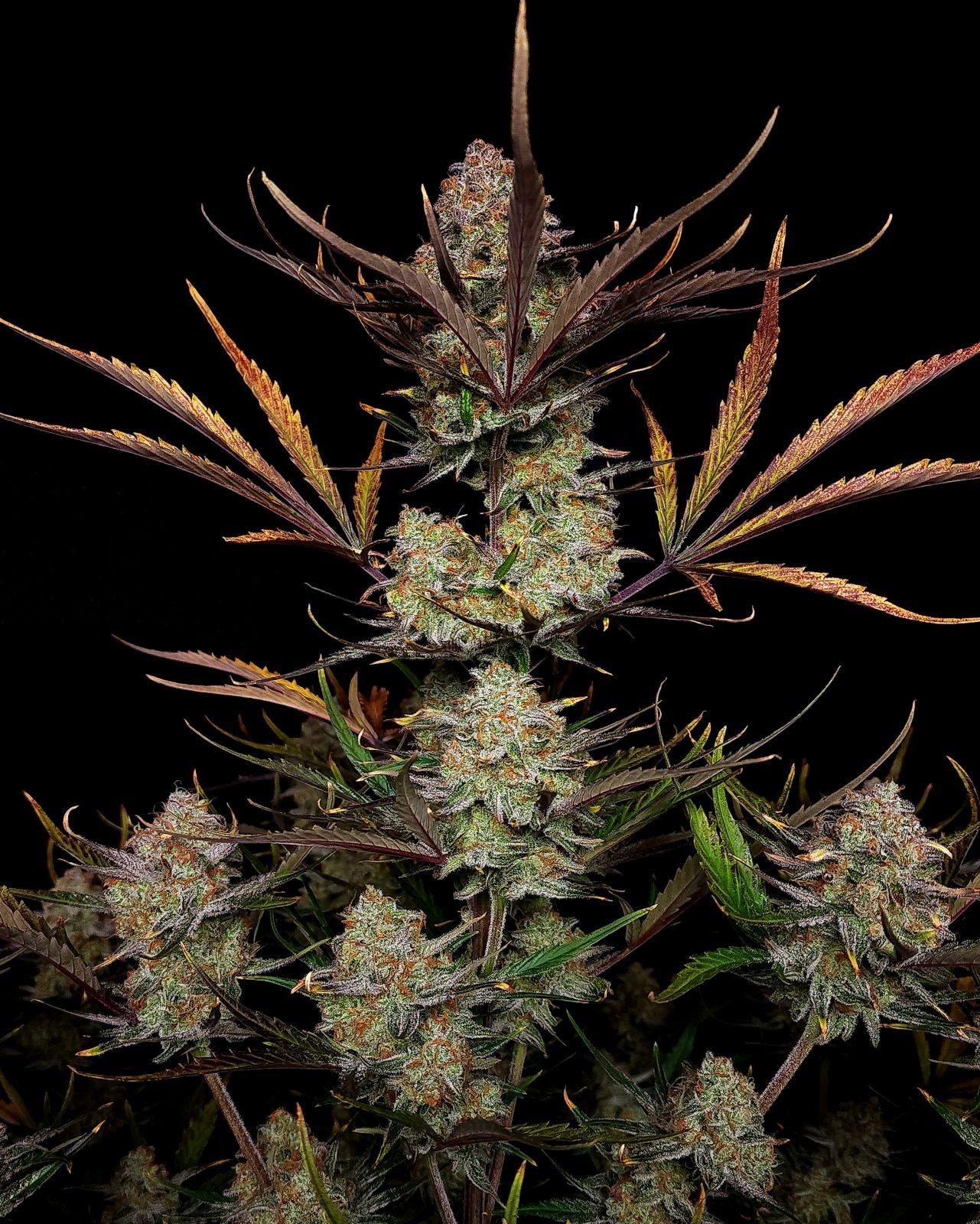 Fast Buds -Apple Strudel Auto Seeds