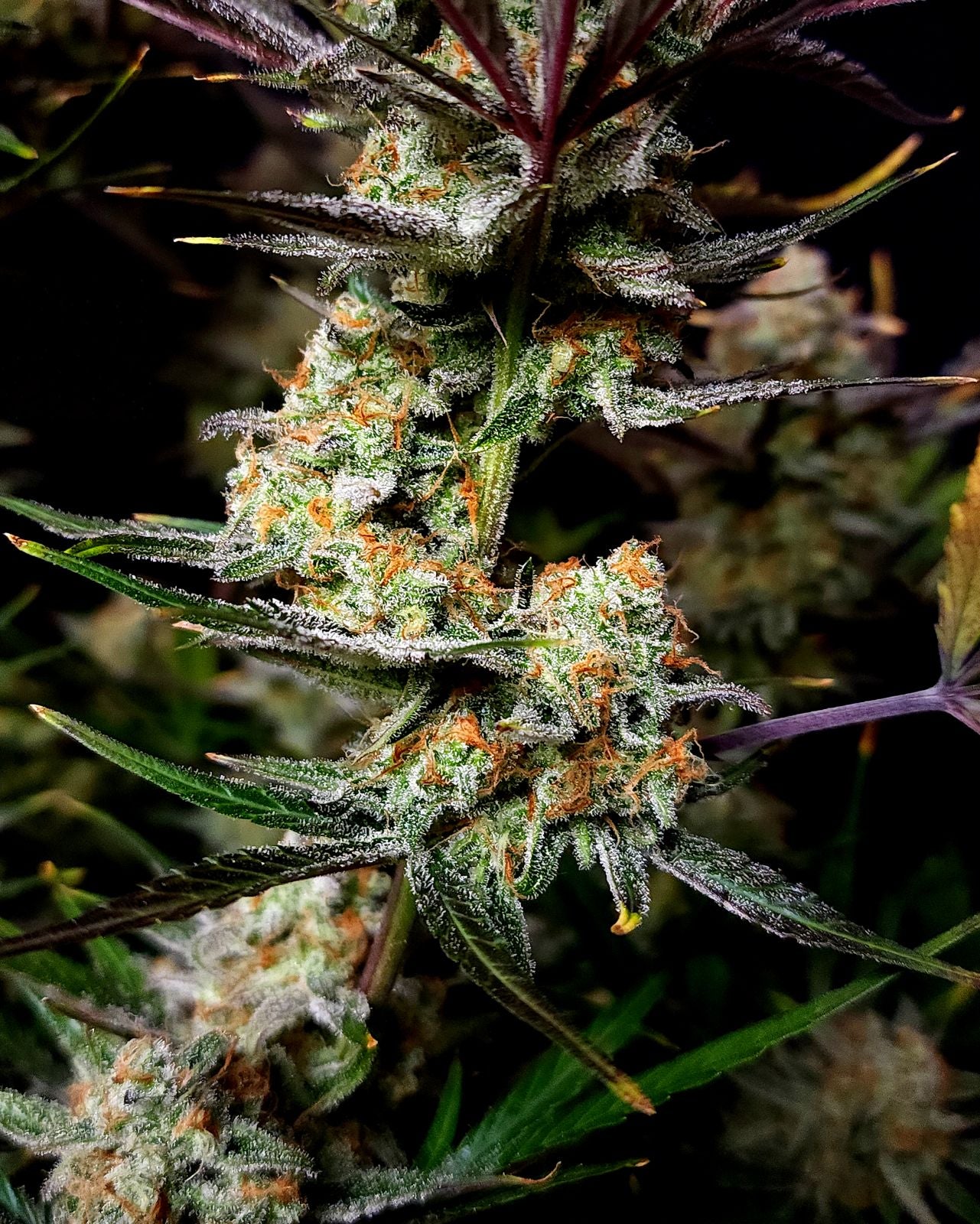 Fast Buds -Apple Strudel Auto Seeds