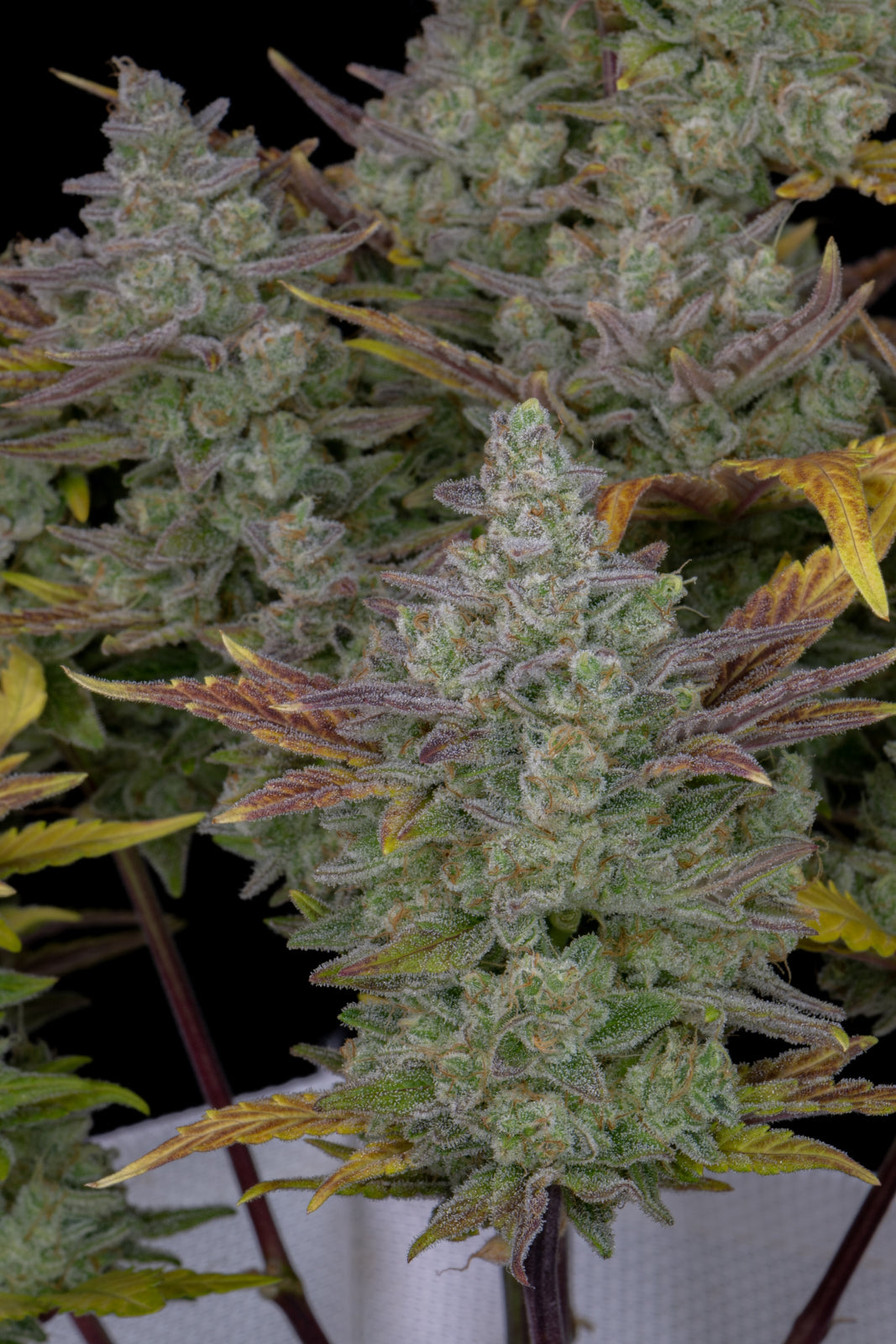Fast Buds - Gorilla Cookies Auto Seeds