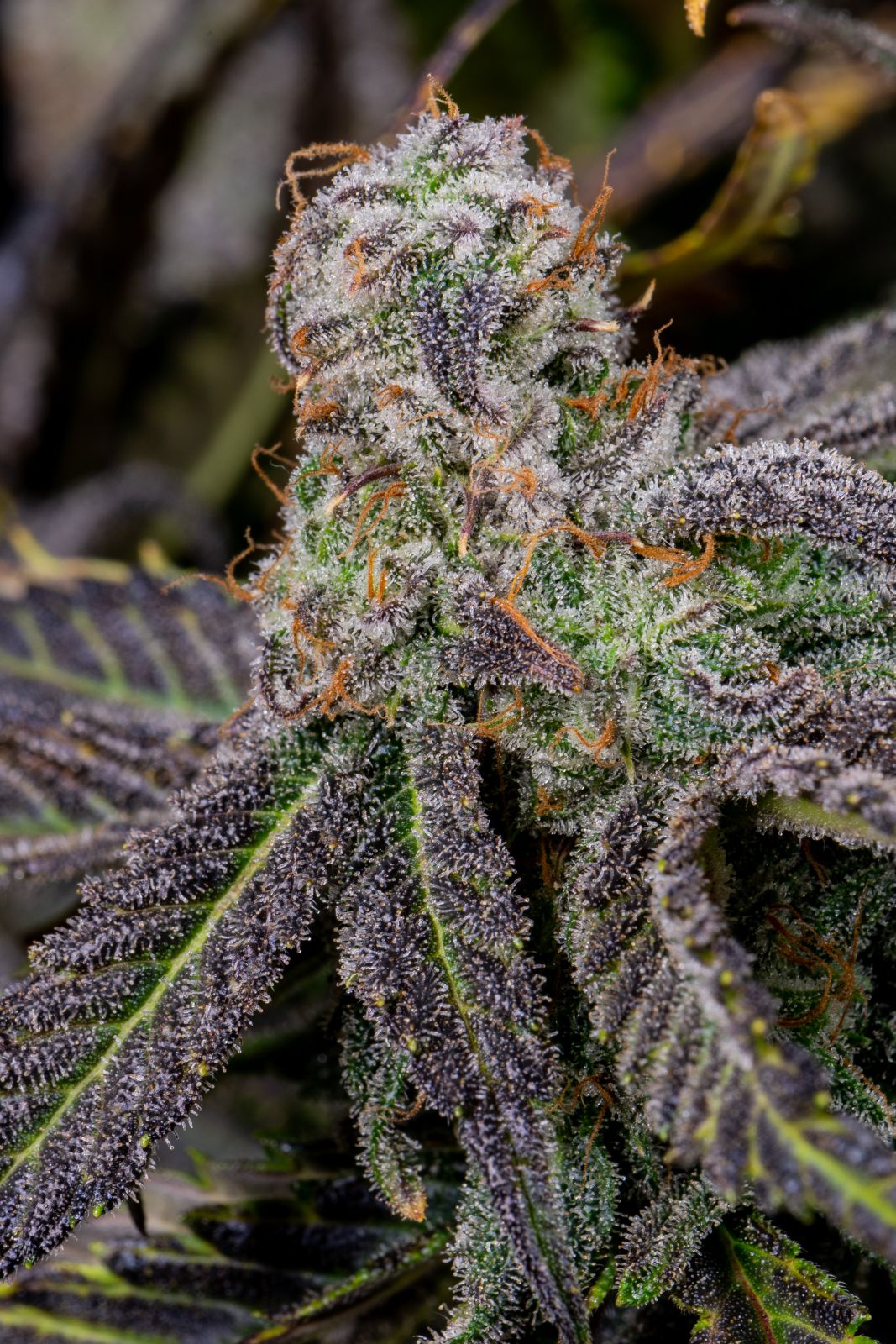 Fast Buds -Banana Purple Punch Auto Seeds