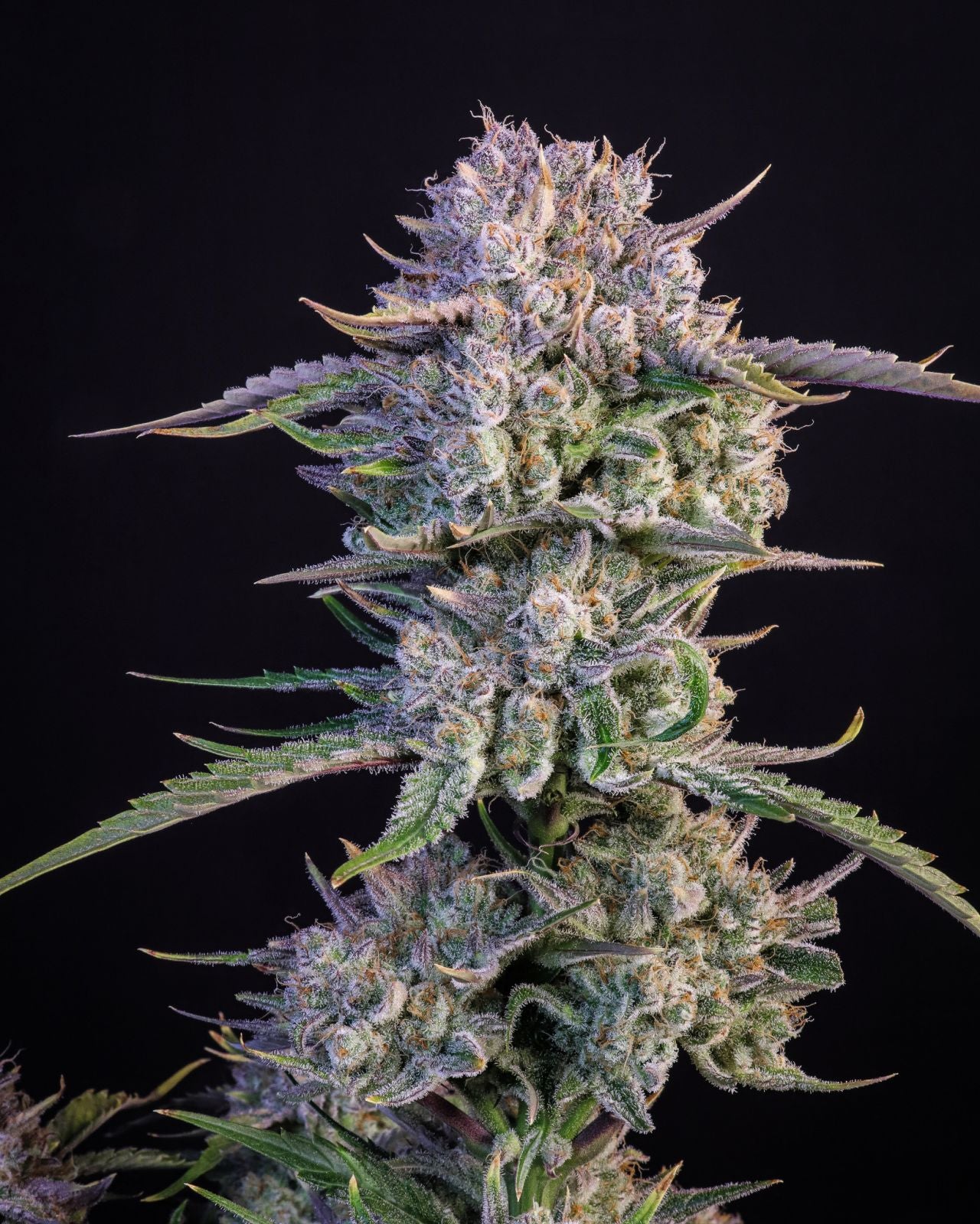 Fast Buds -Strawberry Gorilla Auto Seeds