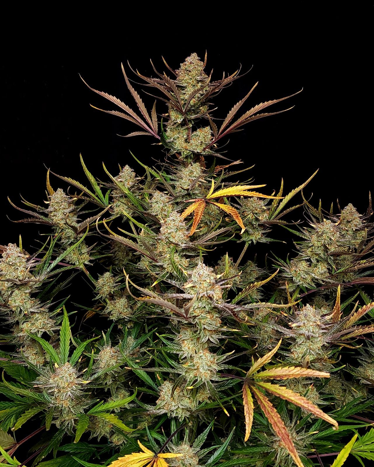 Fast Buds -Apple Strudel Auto Seeds