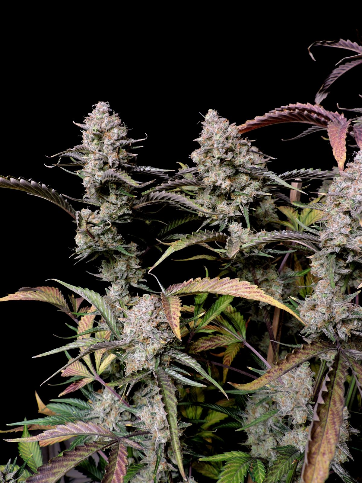 Fast Buds -Gorilla Z Auto Seeds