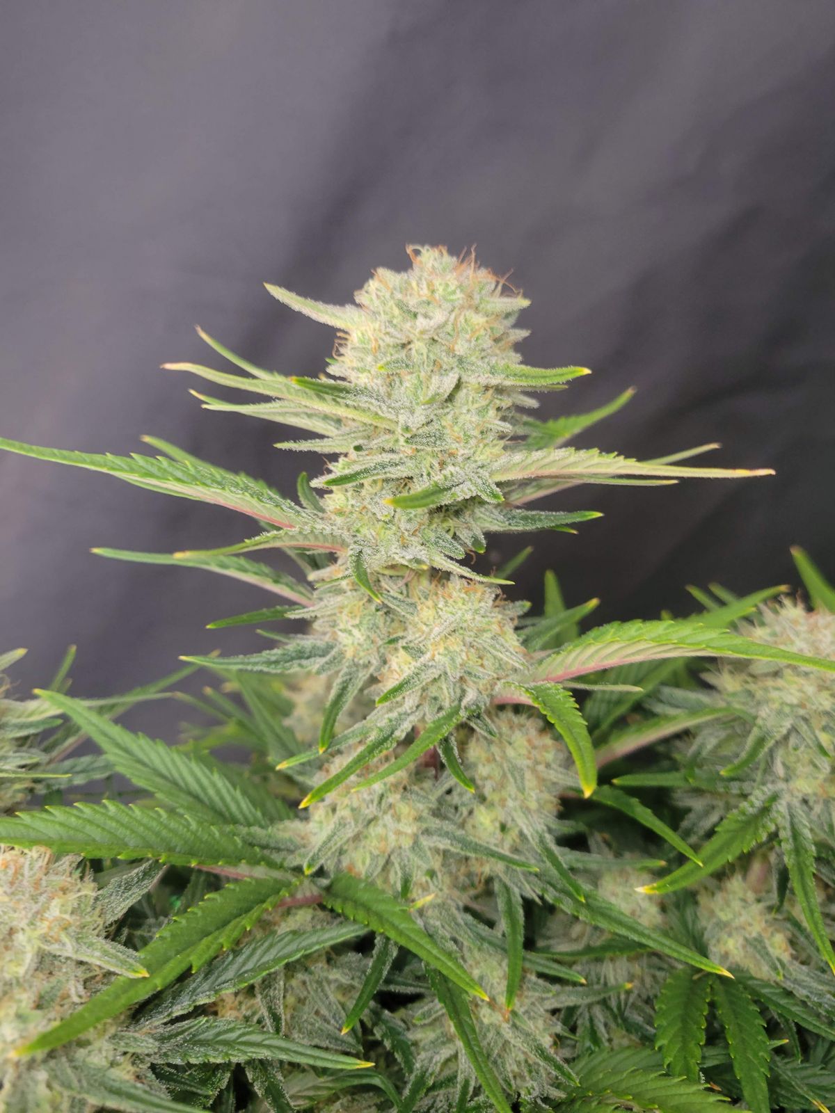 Fast Buds -Apricot Auto Seeds