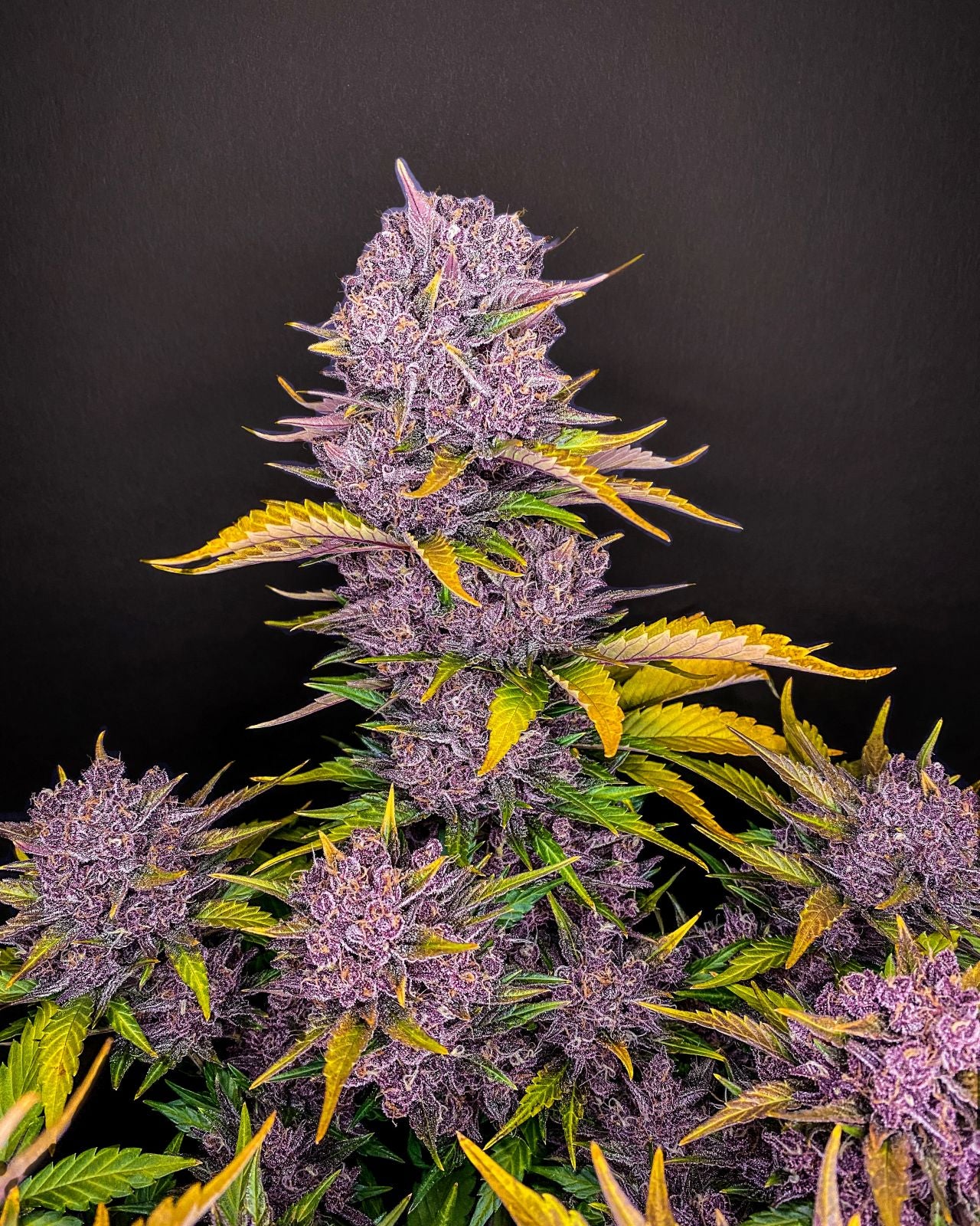 Fast Buds -Purple Lemonade Auto Seeds