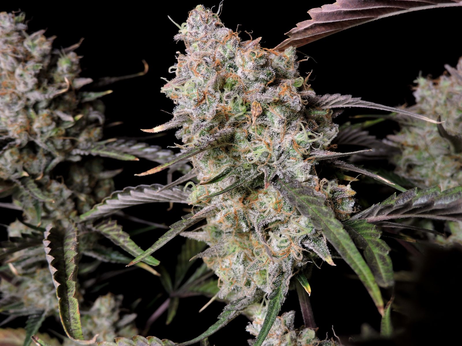 Fast Buds -Gorilla Z Auto Seeds