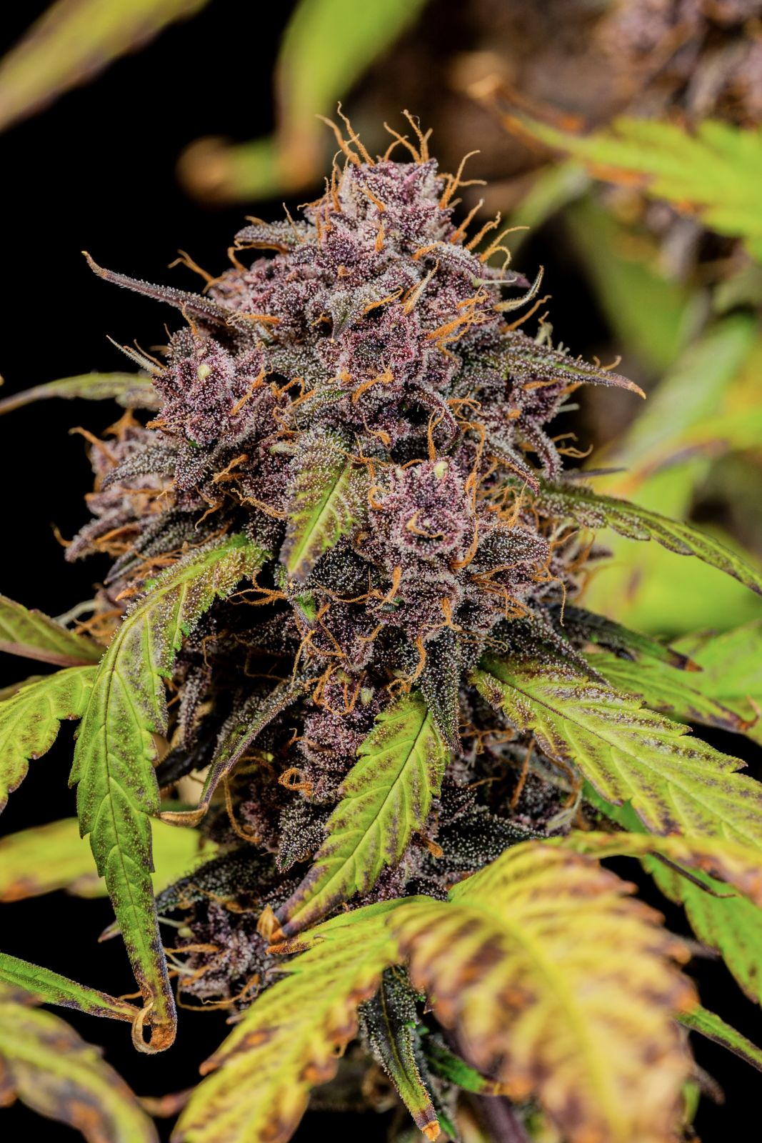 Fast Buds -Lemon Cherry Cookies Auto Seeds