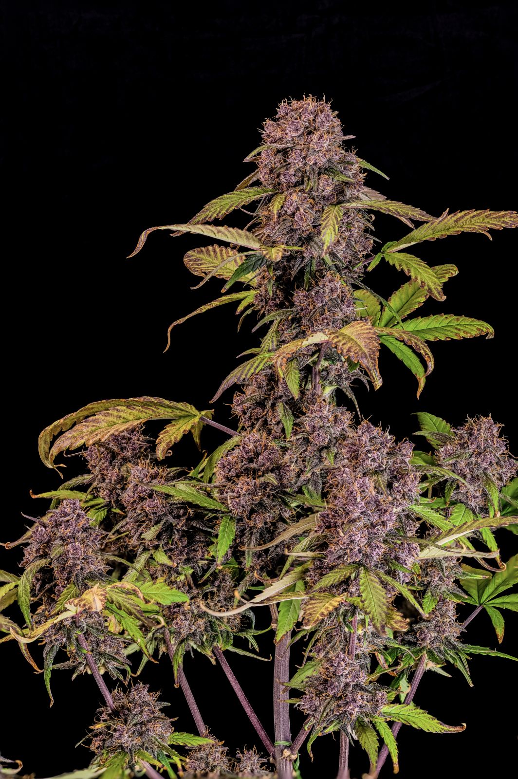 Fast Buds -Lemon Cherry Cookies Auto Seeds