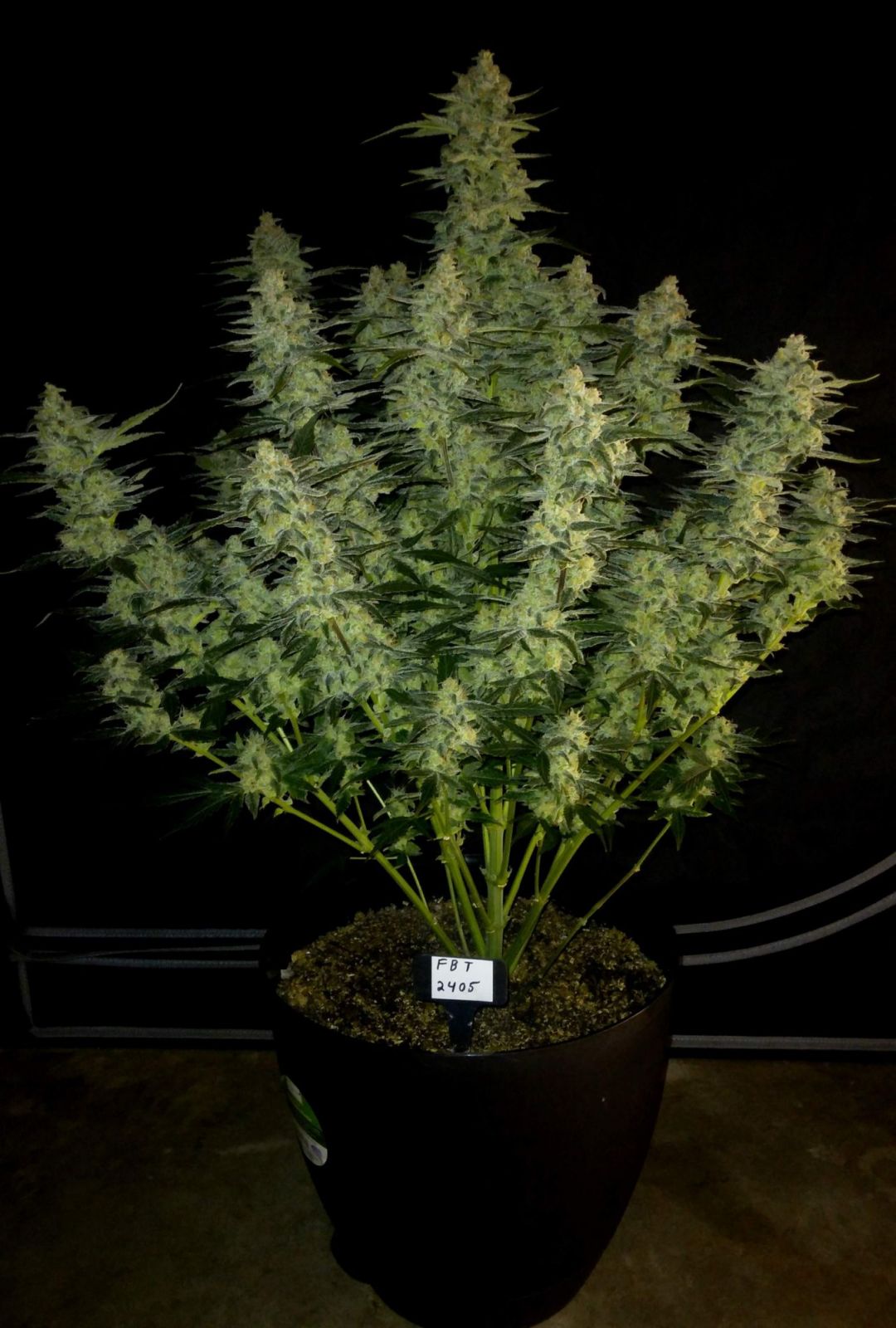 Fast Buds -Papaya Cookies Auto Seeds