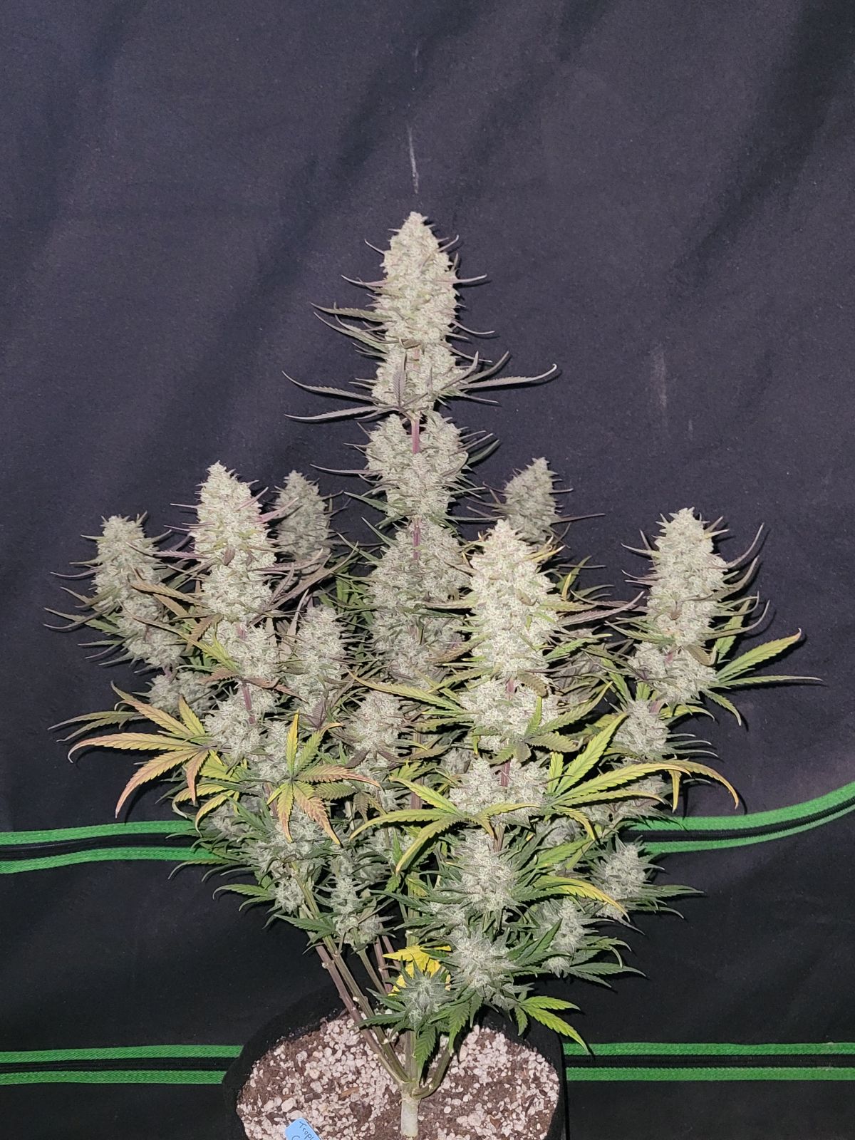 Fast Buds -Tropicana Cookies Auto Seeds