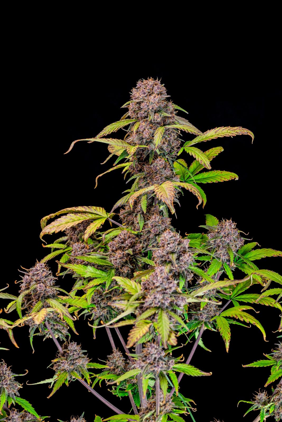 Fast Buds -Lemon Cherry Cookies Auto Seeds