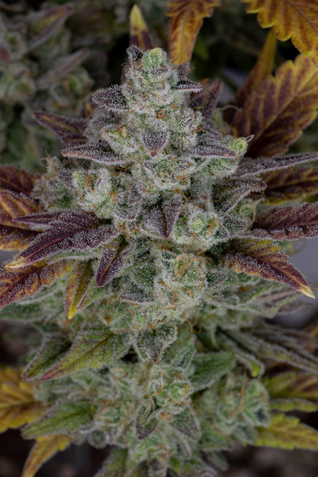 Fast Buds - Gorilla Cookies Auto Seeds