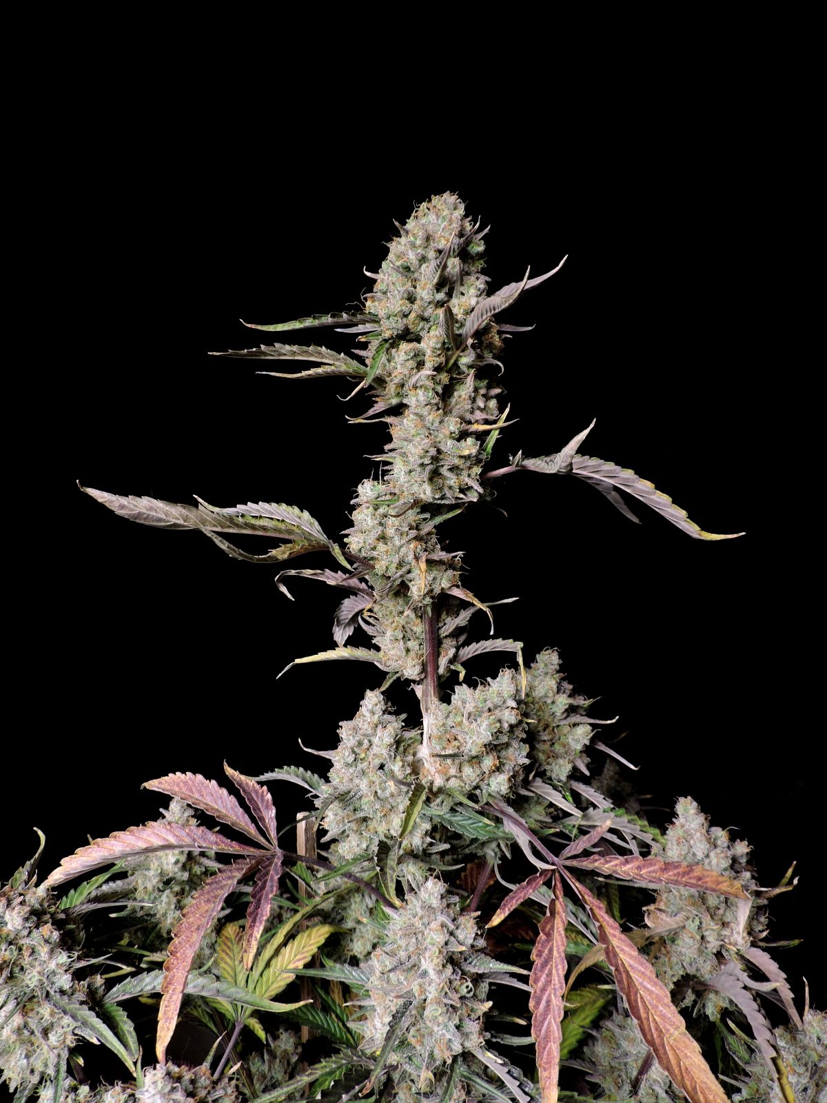 Fast Buds -Gorilla Z Auto Seeds
