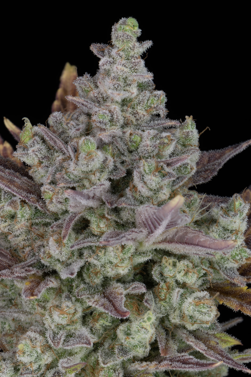 Fast Buds - Gorilla Cookies Auto Seeds
