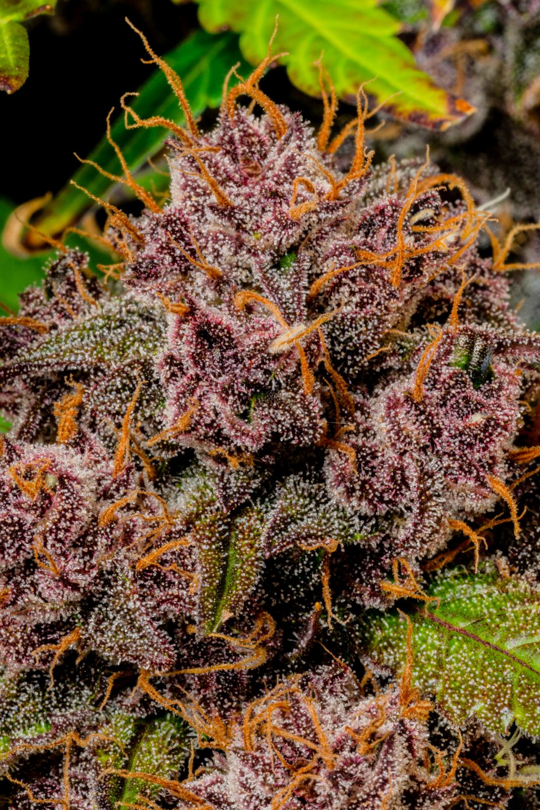 Fast Buds -Lemon Cherry Cookies Auto Seeds