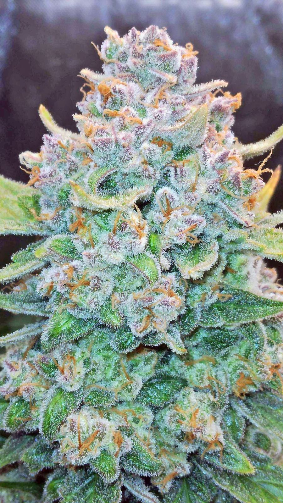 Fast Buds -Papaya Cookies Auto Seeds