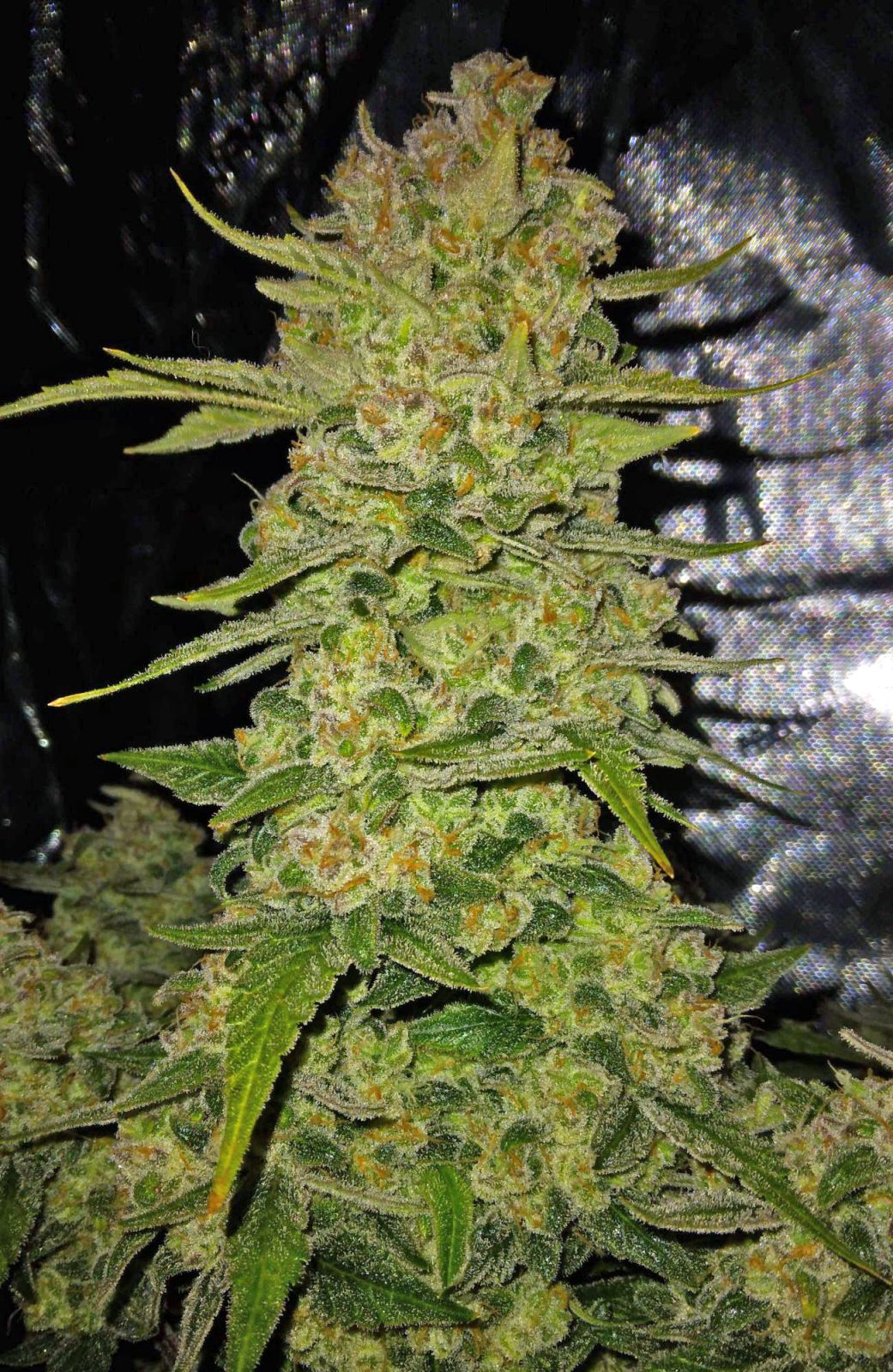 Fast Buds -Papaya Cookies Auto Seeds