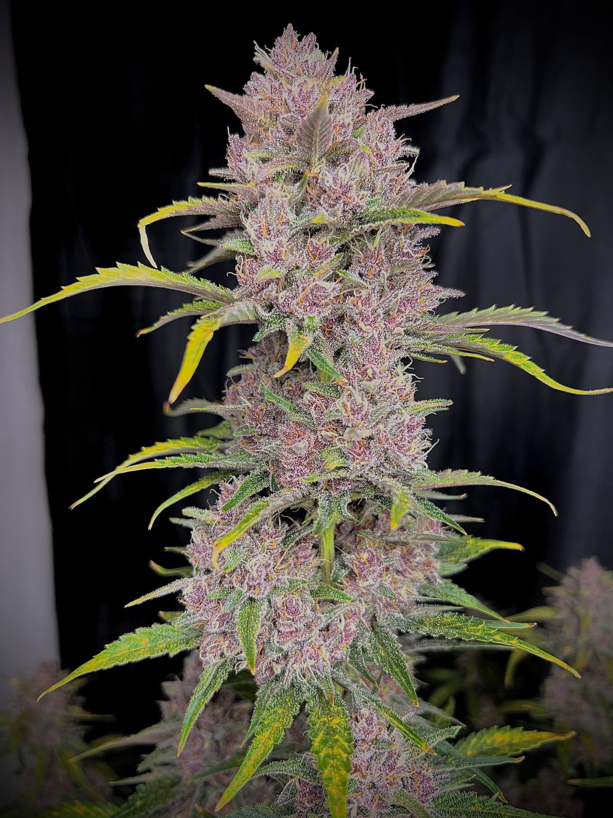 Fast Buds -Banana Purple Punch Auto Seeds