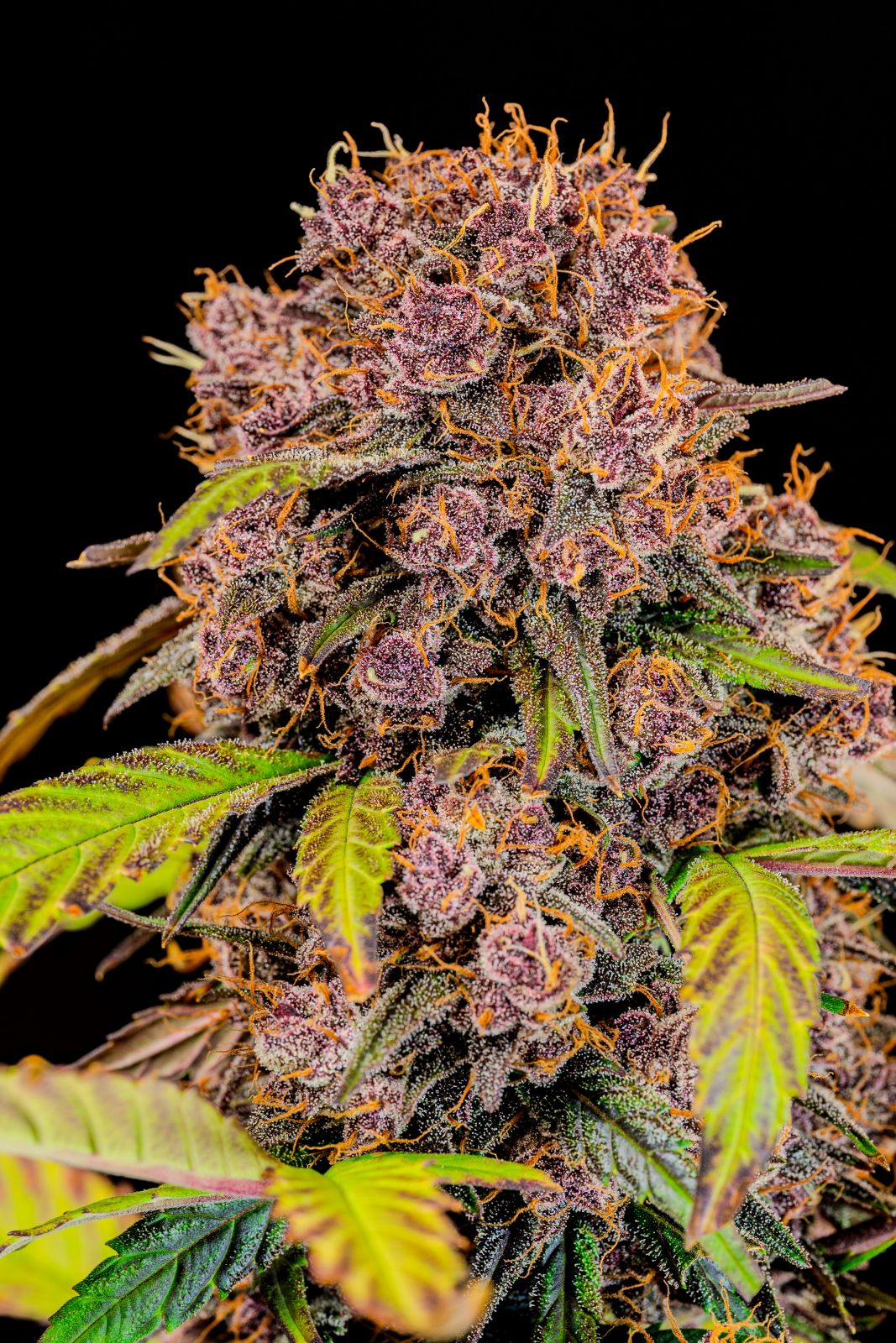 Fast Buds -Lemon Cherry Cookies Auto Seeds