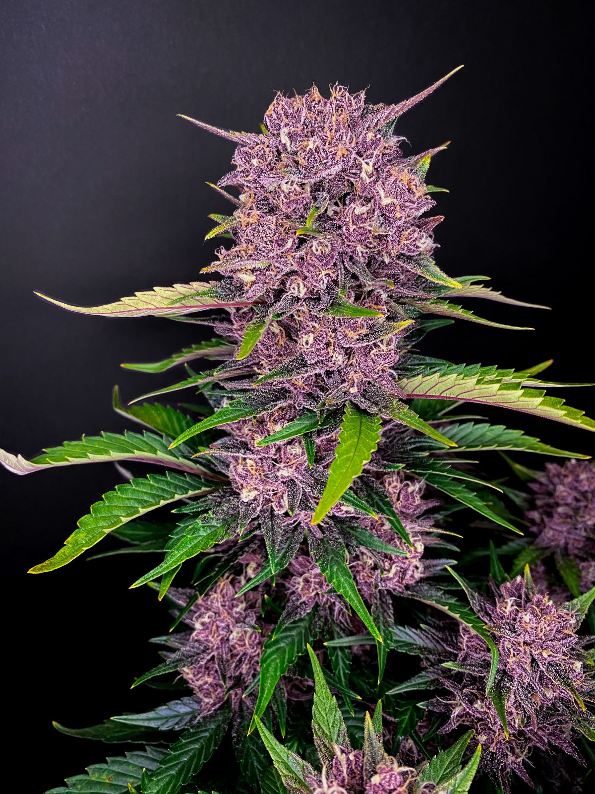 Fast Buds -Purple Lemonade Auto Seeds