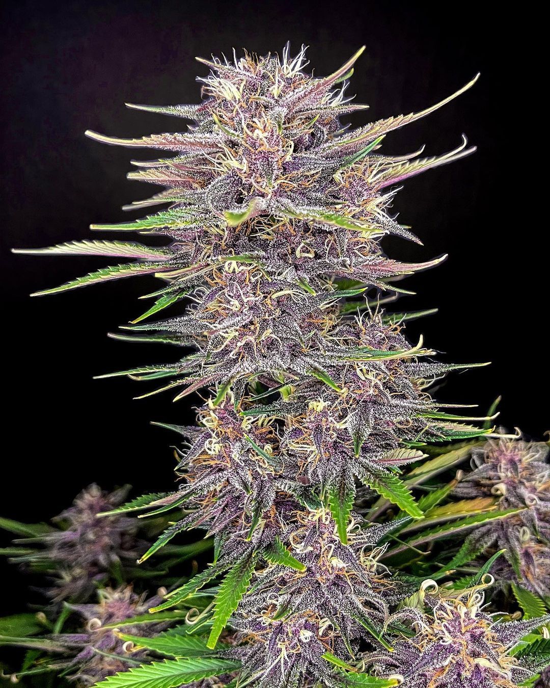 Fast Buds -Banana Purple Punch Auto Seeds