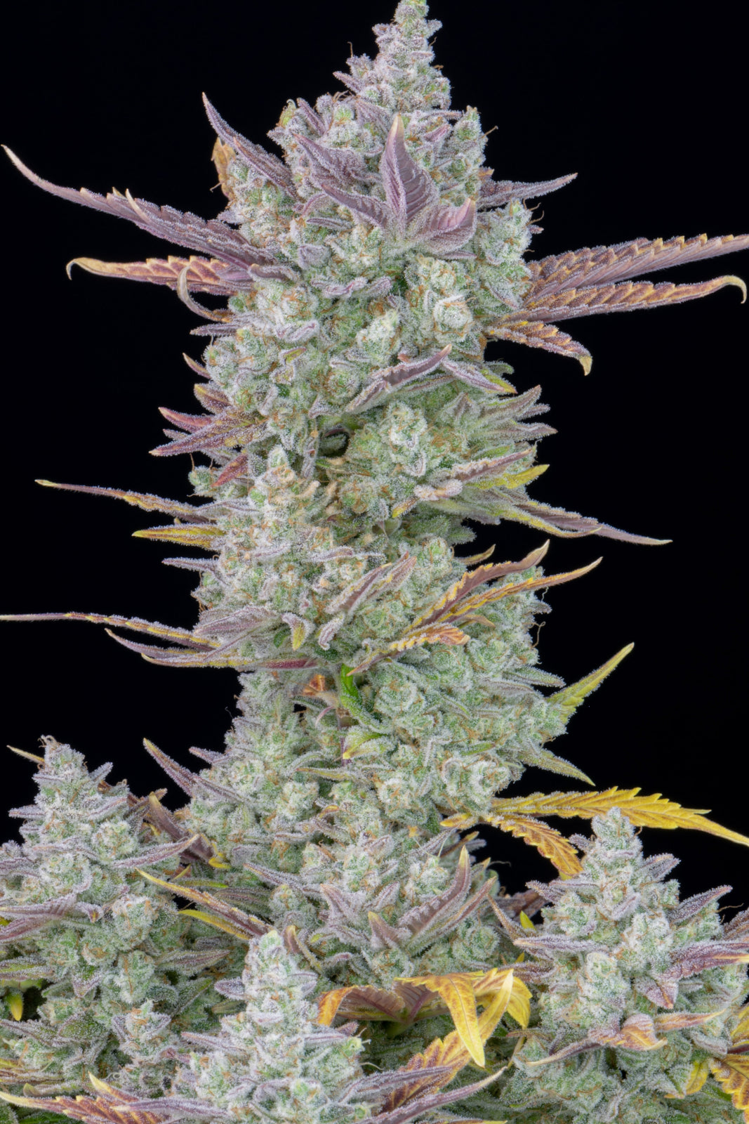 Fast Buds - Gorilla Cookies Auto Seeds