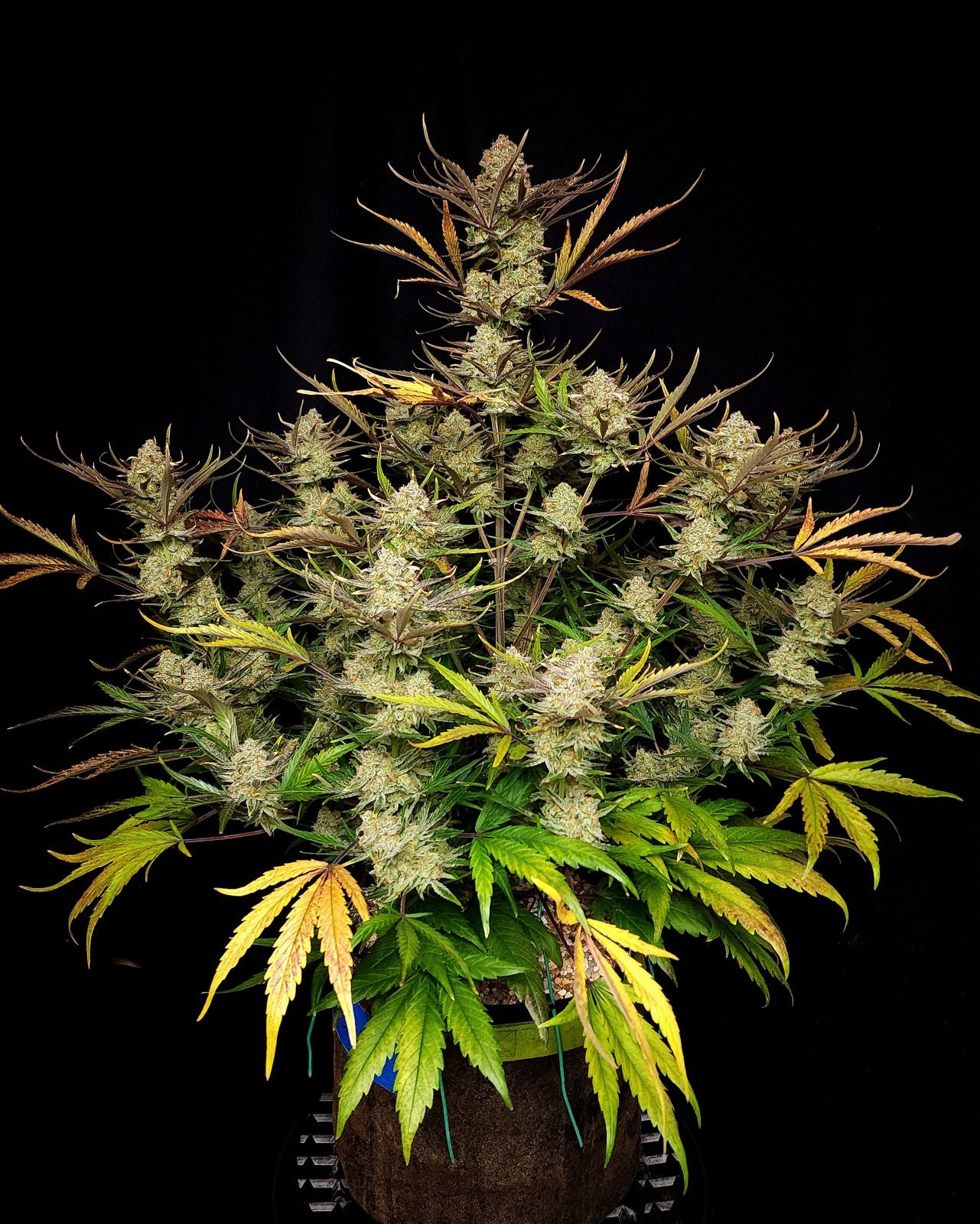 Fast Buds -Apple Strudel Auto Seeds