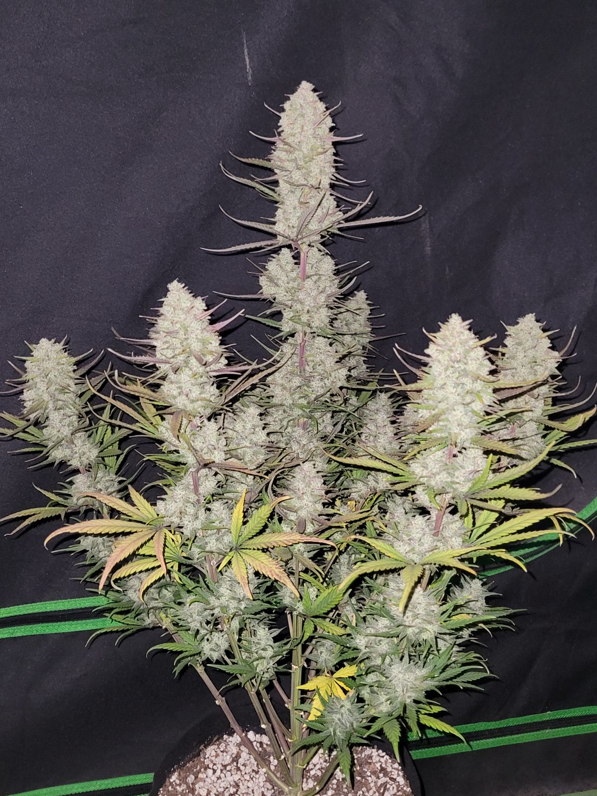 Fast Buds -Tropicana Cookies Auto Seeds