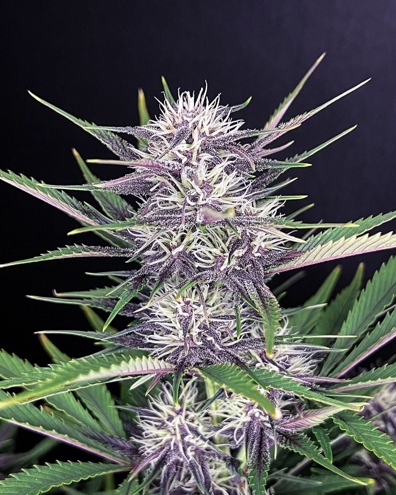 Fast Buds -Banana Purple Punch Auto Seeds