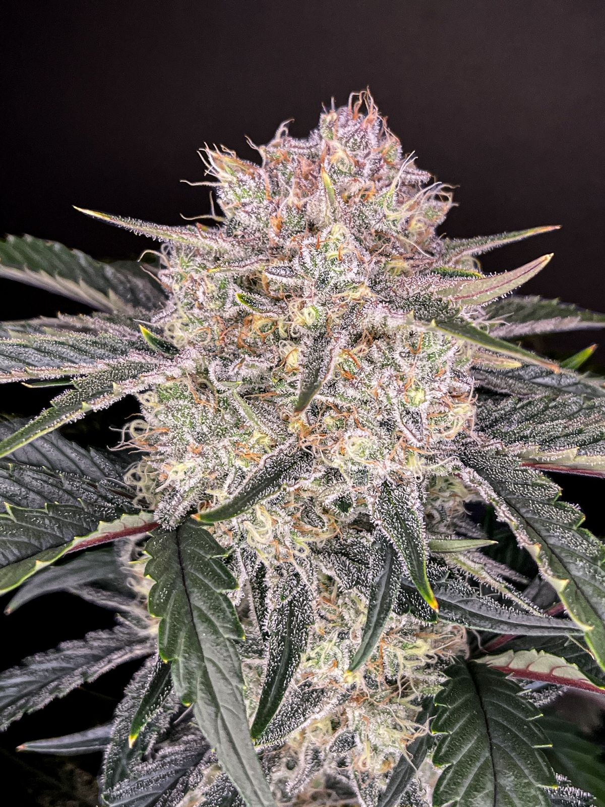 Fast Buds -Strawberry Gorilla Auto Seeds