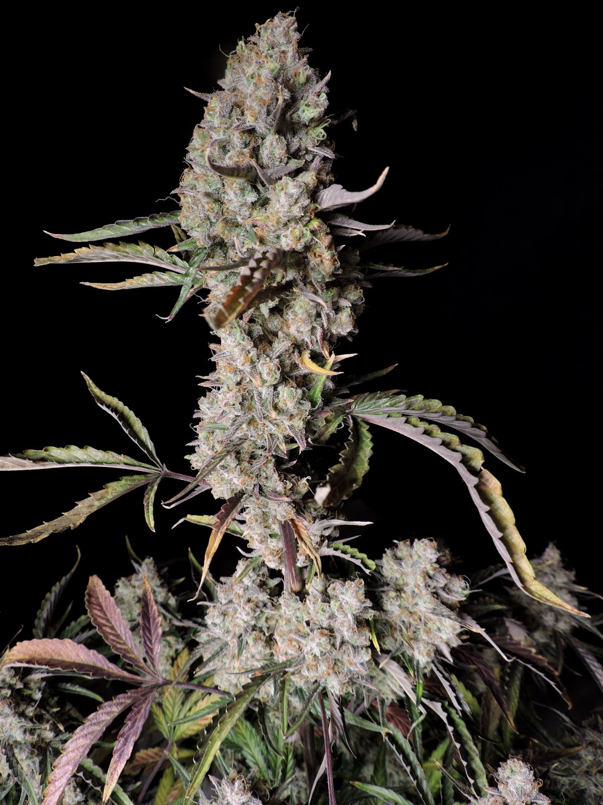 Fast Buds -Gorilla Z Auto Seeds