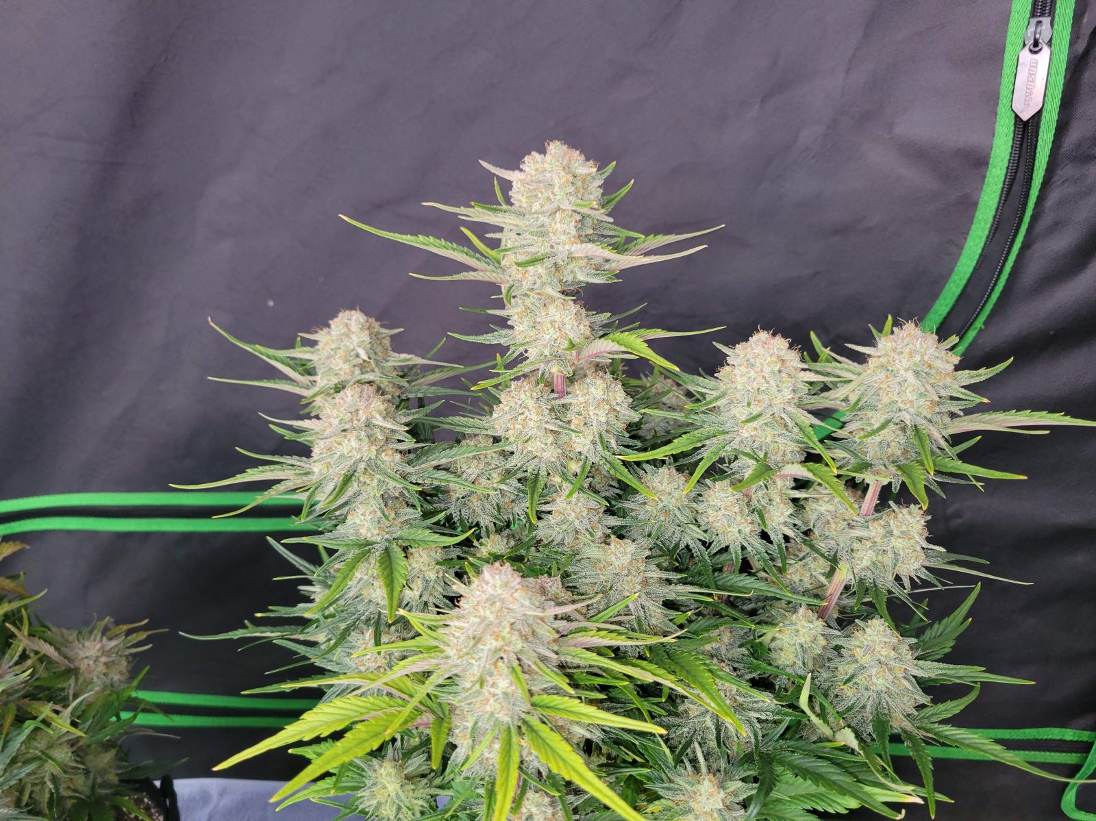 Fast Buds -Apricot Auto Seeds