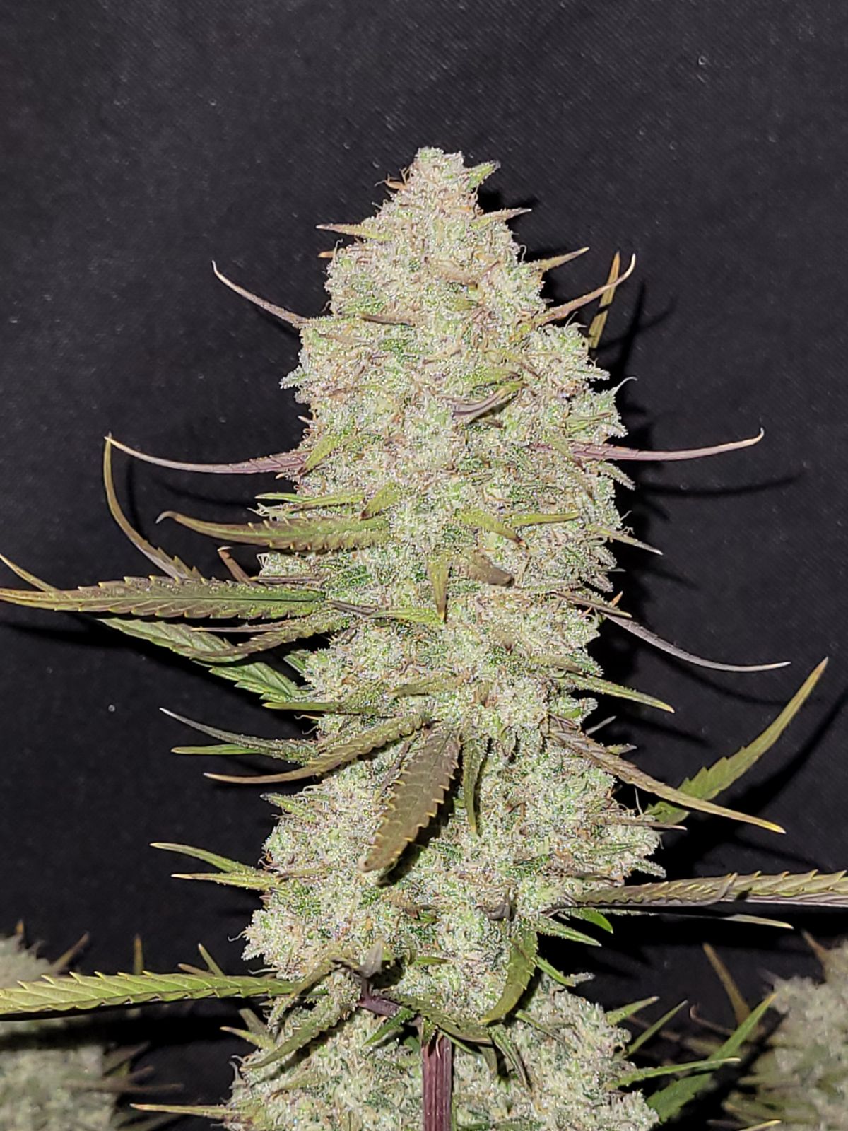 Fast Buds -Tropicana Cookies Auto Seeds